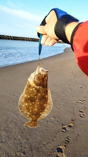 ソゲの釣果