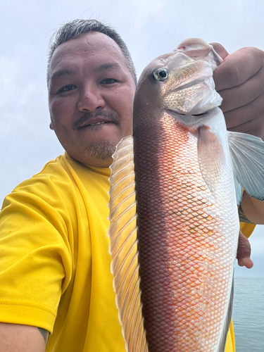 アカアマダイの釣果