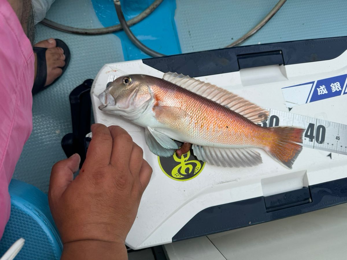 ダイチャンネルさんの釣果 2枚目の画像