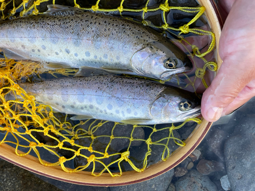 ヤマメの釣果