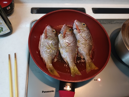 クチナジの釣果