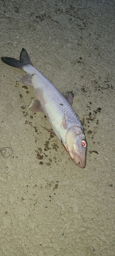 ニゴイの釣果