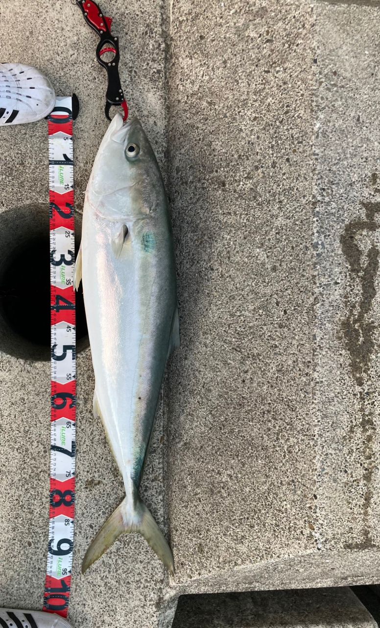 ysk1231 さんの 2024年09月01日のブリの釣り・釣果情報(徳島県 - 旧吉野川河口) - アングラーズ | 釣果500万件の魚釣り ...