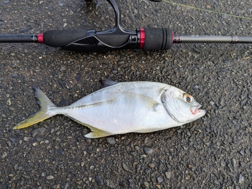 メッキの釣果