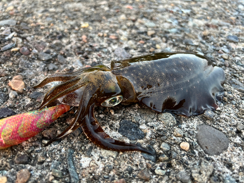 アオリイカの釣果