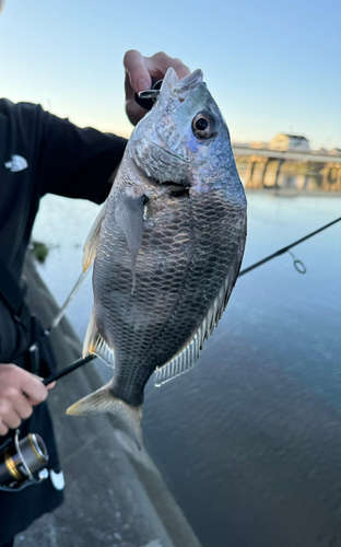 キビレの釣果