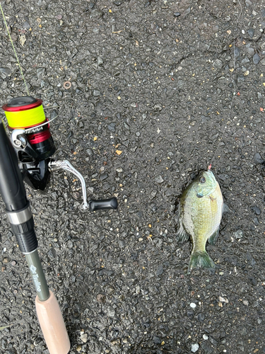 ブルーギルの釣果