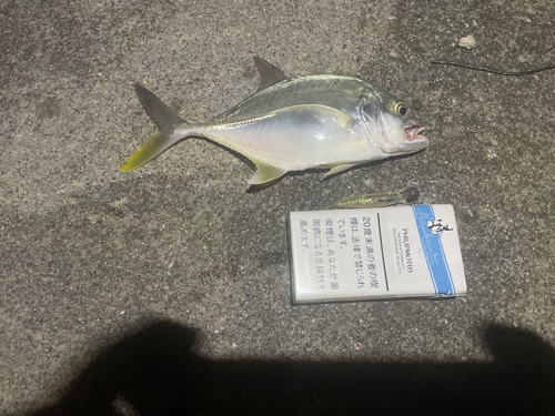 ロウニンアジの釣果