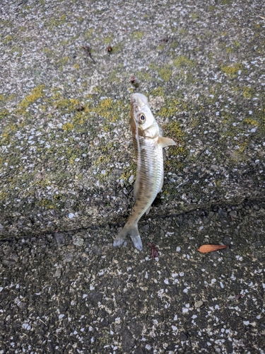 ニゴイの釣果