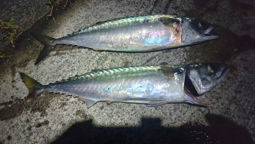 サバの釣果