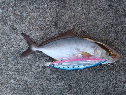 カンパチの釣果