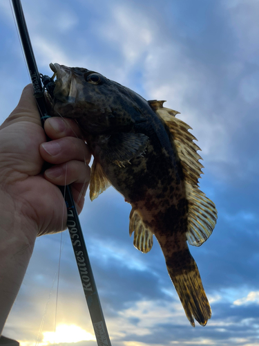 タケノコメバルの釣果