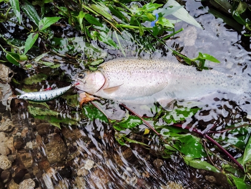 ニジマスの釣果