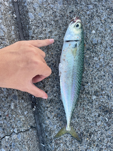 サバの釣果