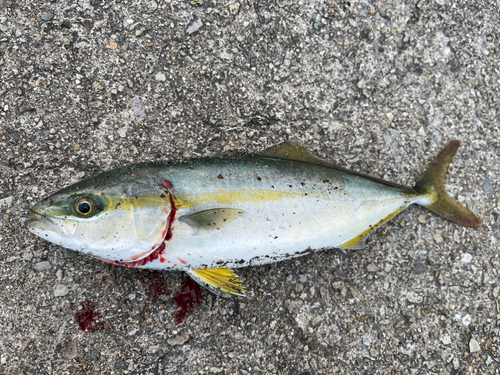 ツバスの釣果