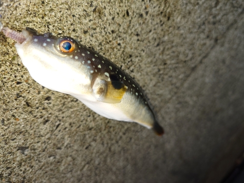 クサフグの釣果