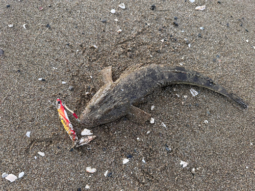 マゴチの釣果