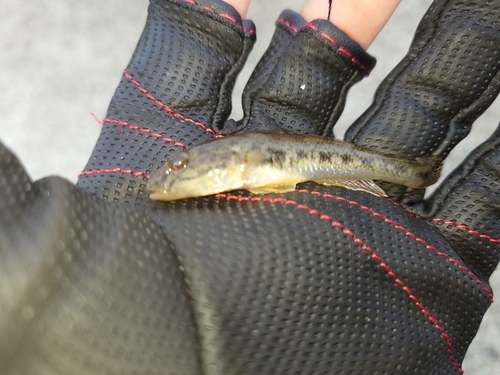 マハゼの釣果