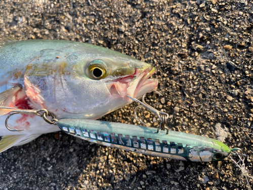 ツバスの釣果