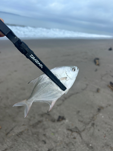 コバンアジの釣果