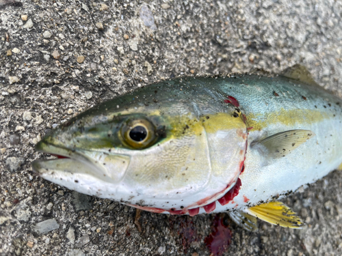 ツバスの釣果