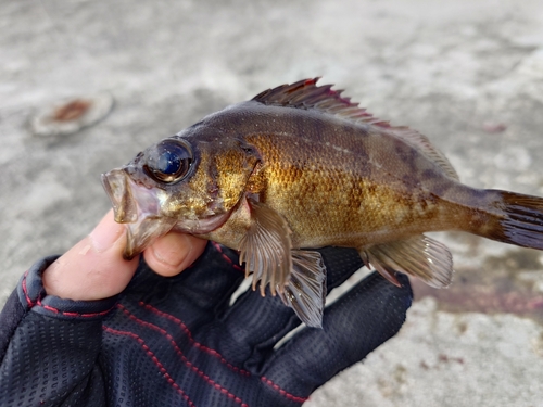 メバルの釣果