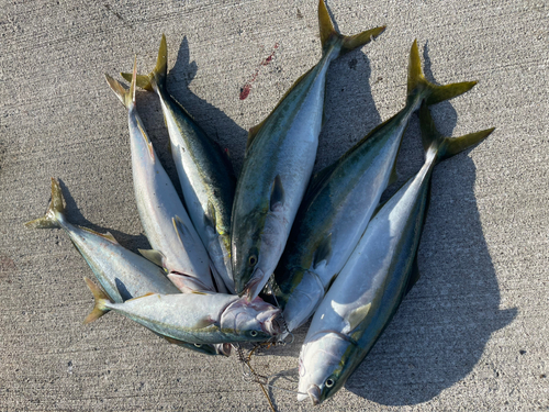 ワラサの釣果