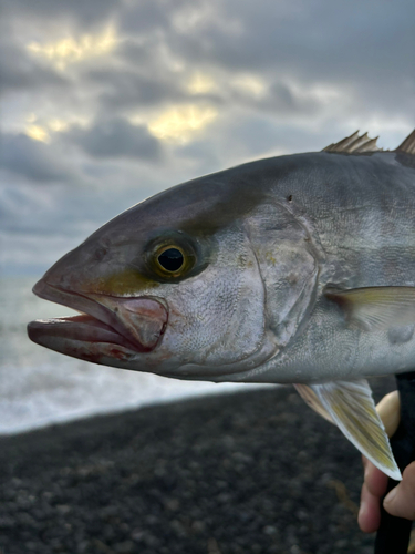 カンパチの釣果