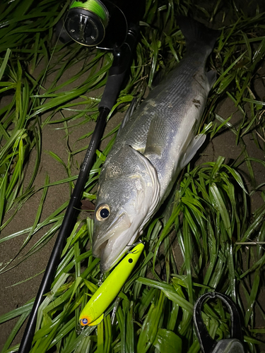 シーバスの釣果