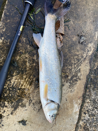 ウグイの釣果