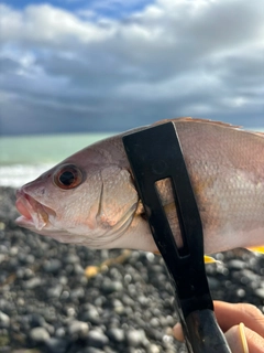 クロホシフエダイの釣果