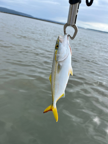 コゾクラの釣果