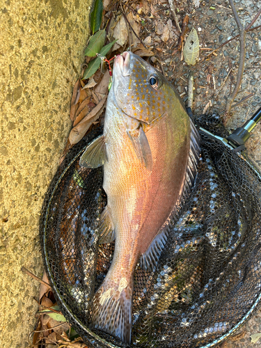 コロダイの釣果