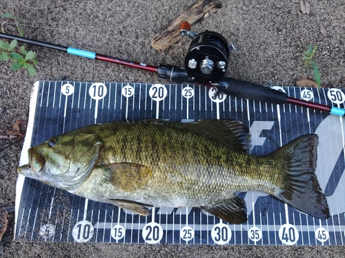 スモールマウスバスの釣果