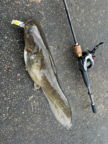 ニホンナマズの釣果