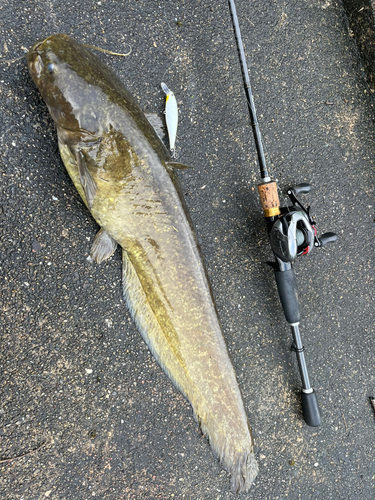 ニホンナマズの釣果