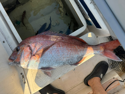 マダイの釣果