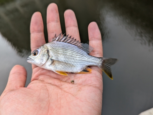 キビレの釣果