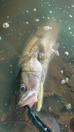 マルスズキの釣果