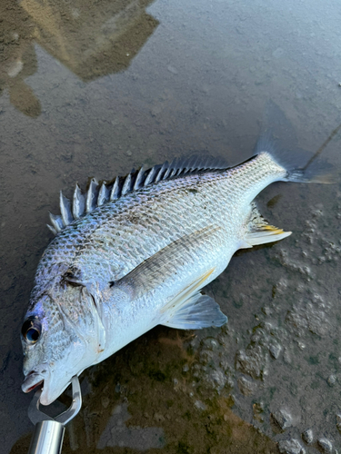 キビレの釣果