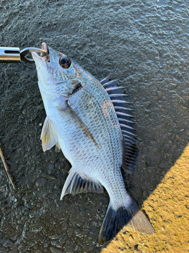 キビレの釣果