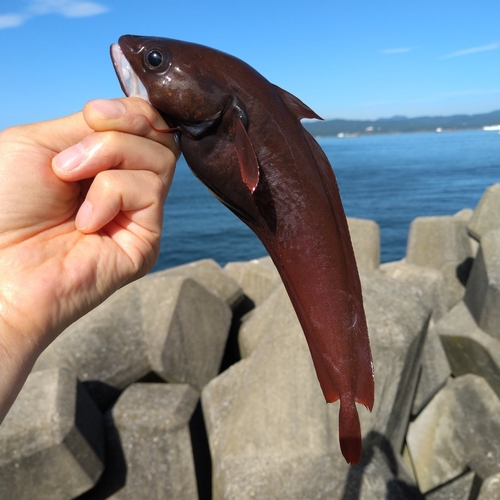 ドンコの釣果