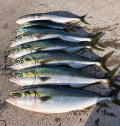 ワラサの釣果