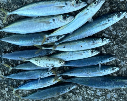 ムロアジの釣果