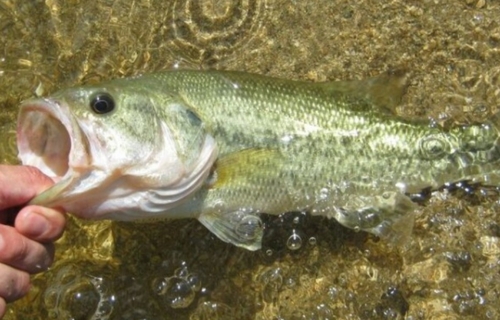 ブラックバスの釣果