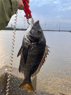 チヌの釣果