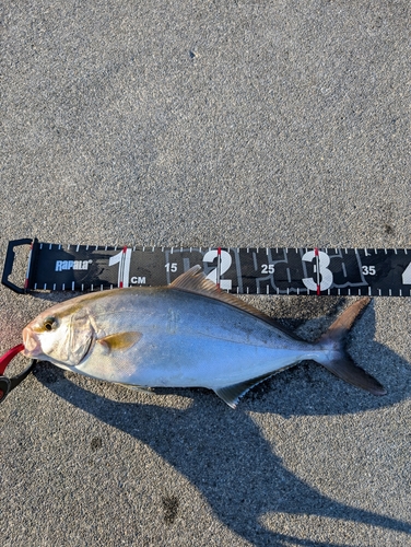 ショゴの釣果