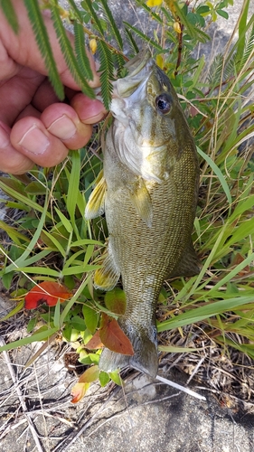 スモールマウスバスの釣果