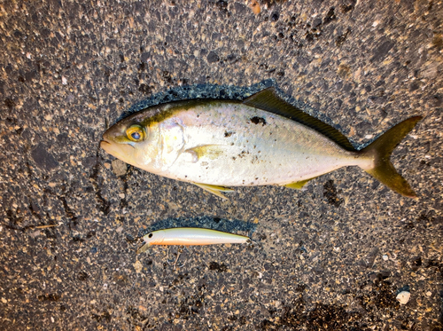 ショゴの釣果