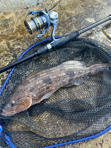 アイナメの釣果